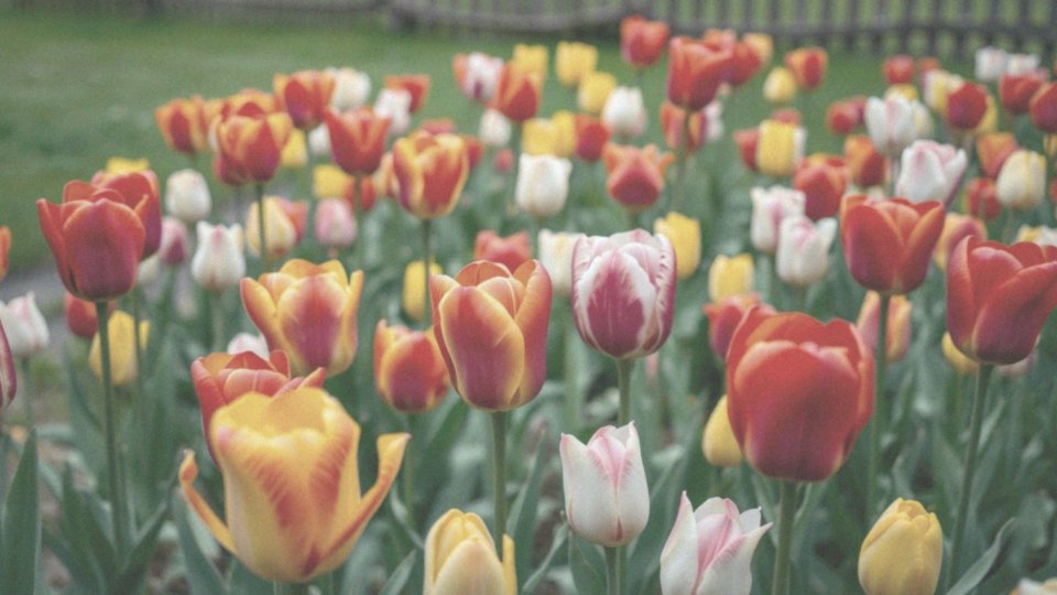 Jak wyglądają tulipany w ogrodzie?