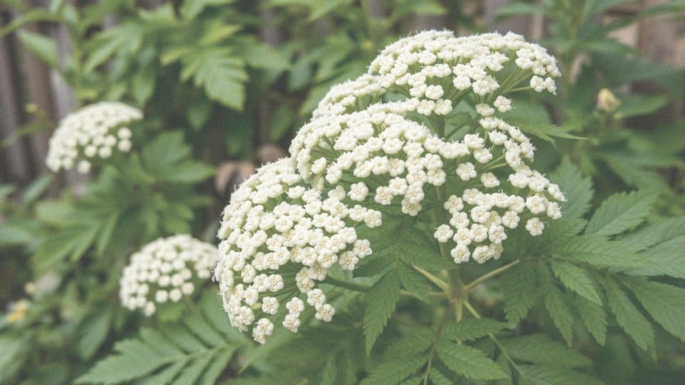 Jakie są cechy charakterystyczne czarnego bzu?