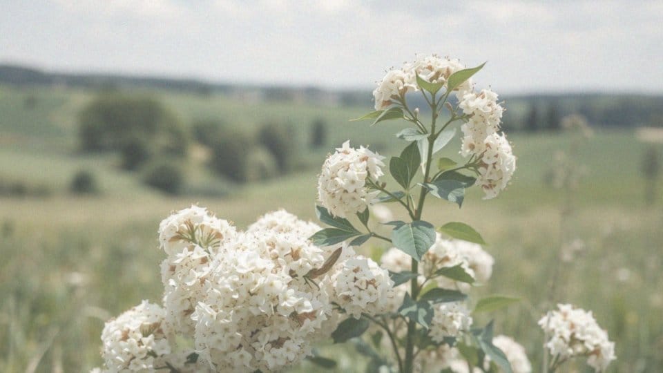 Jak wygląda czarny bez? Opis i właściwości krzewu